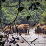 Herd in river 1