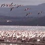 Lake nakuru