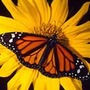 Monarch butterfly
