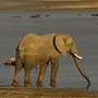 Poaching elephant