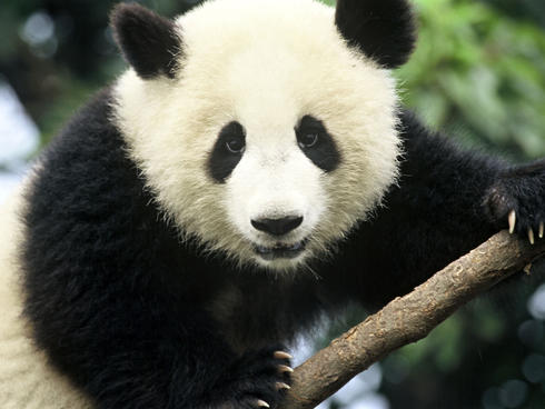 Giant panda (Ailuropoda melanoleuca); Sichuan Province, China