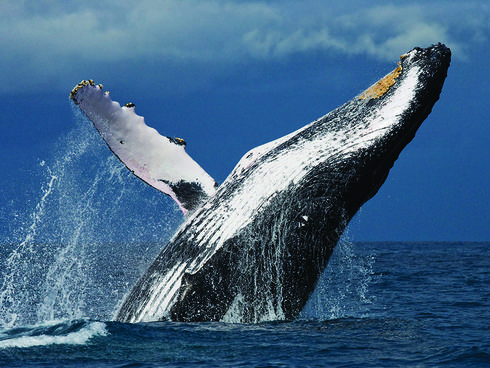 A breaching humpback whale off the coast of Madagascar