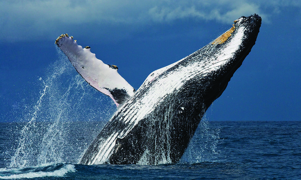 A breaching humpback whale off the coast of Madagascar
