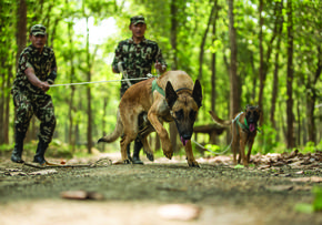 Sniffer dogs in Nepal