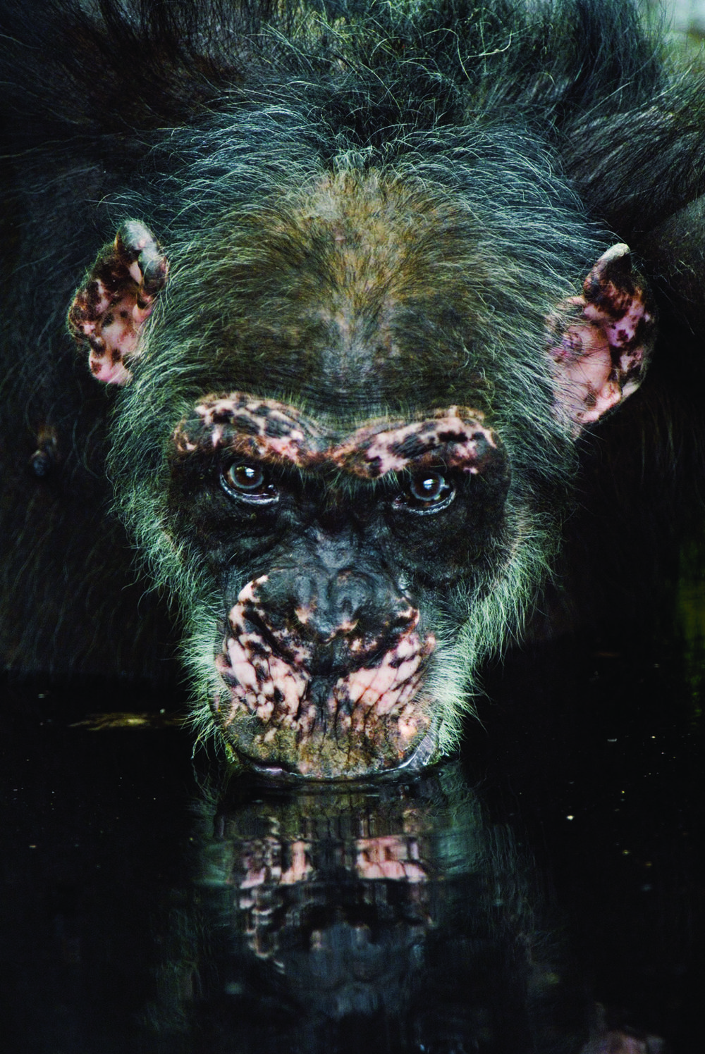 Chimpanzee drinking water