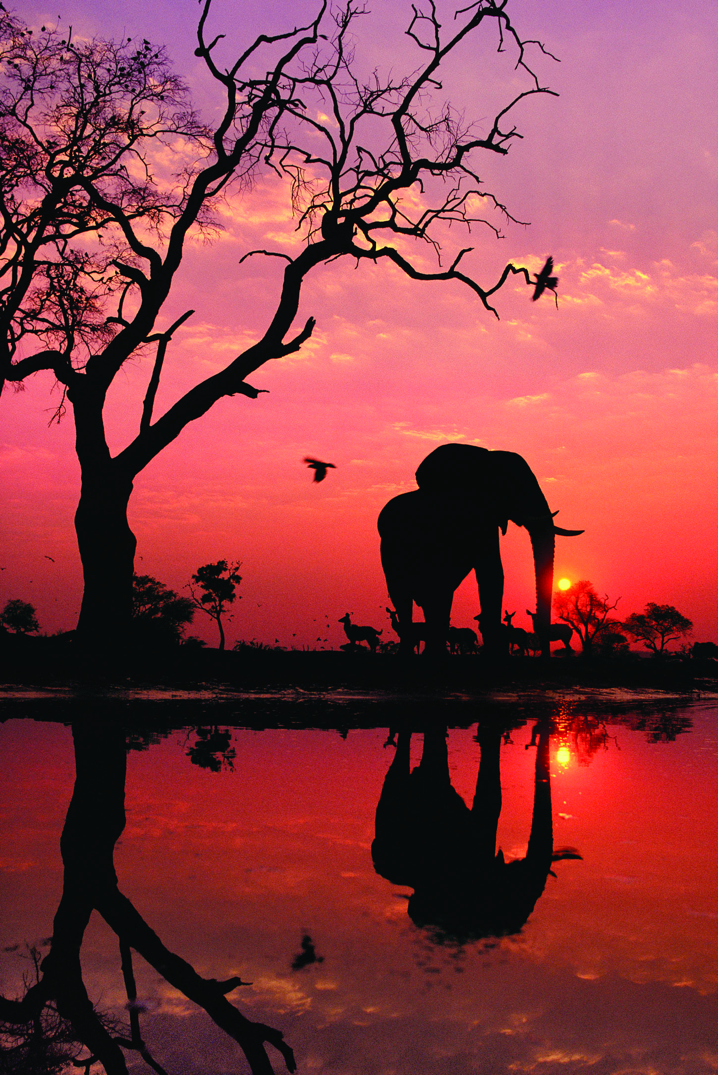 African elephant silhouetted by the sunrise