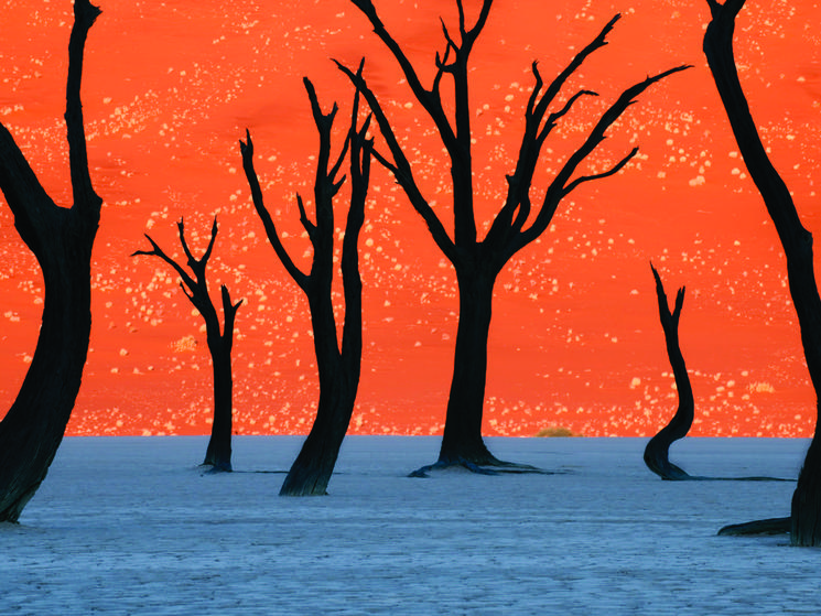 Ghost Trees in Namibia