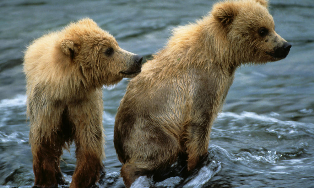 Brown Bear Cubs