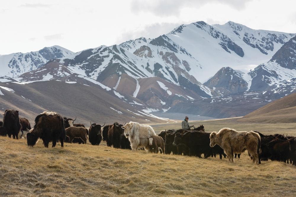 Herding yaks, such as those in this demonstration herd, is being promoted as part of a suite of climate-adaptation strategies for high-altitude communities.