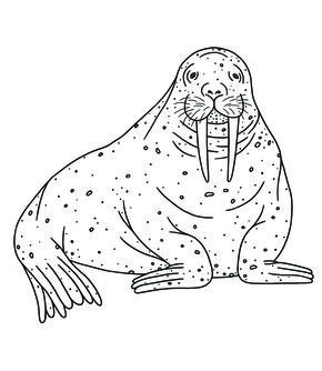 Pacific walrus illustration