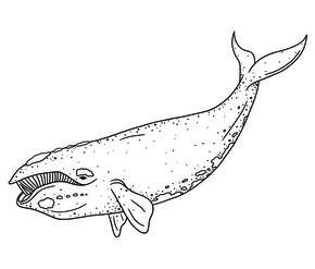 North Pacific Right Whale illustration