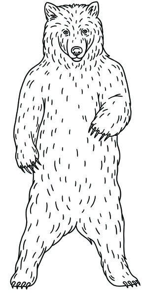 Brown bear illustration