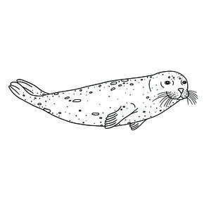 Freshwater seal illustration