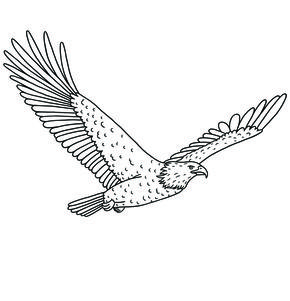 Bald eagle illustration