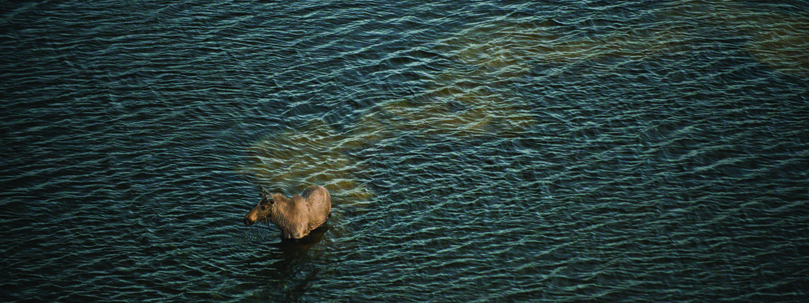 Moose wading through water