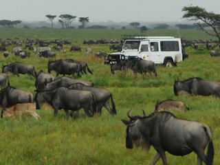Travel with WWF