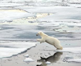 polar bear jumps over water