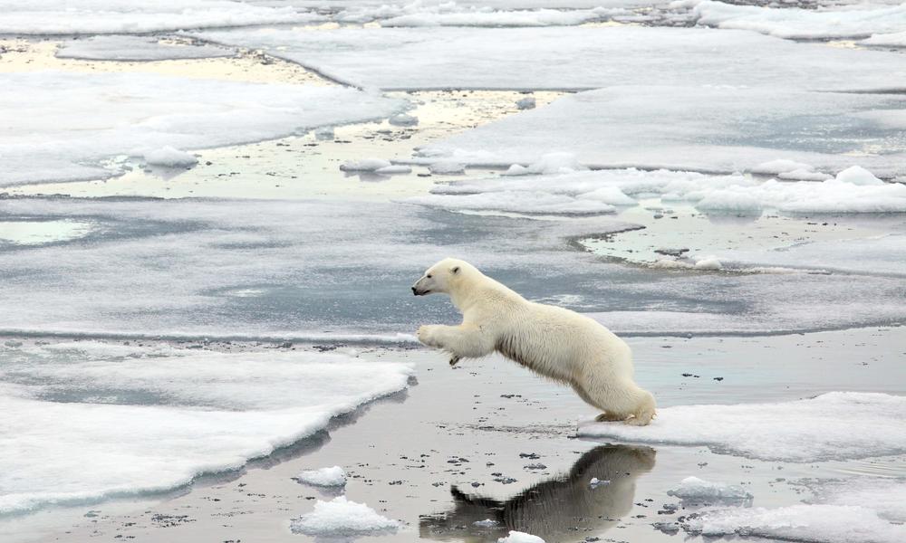 polar bear jumps over water