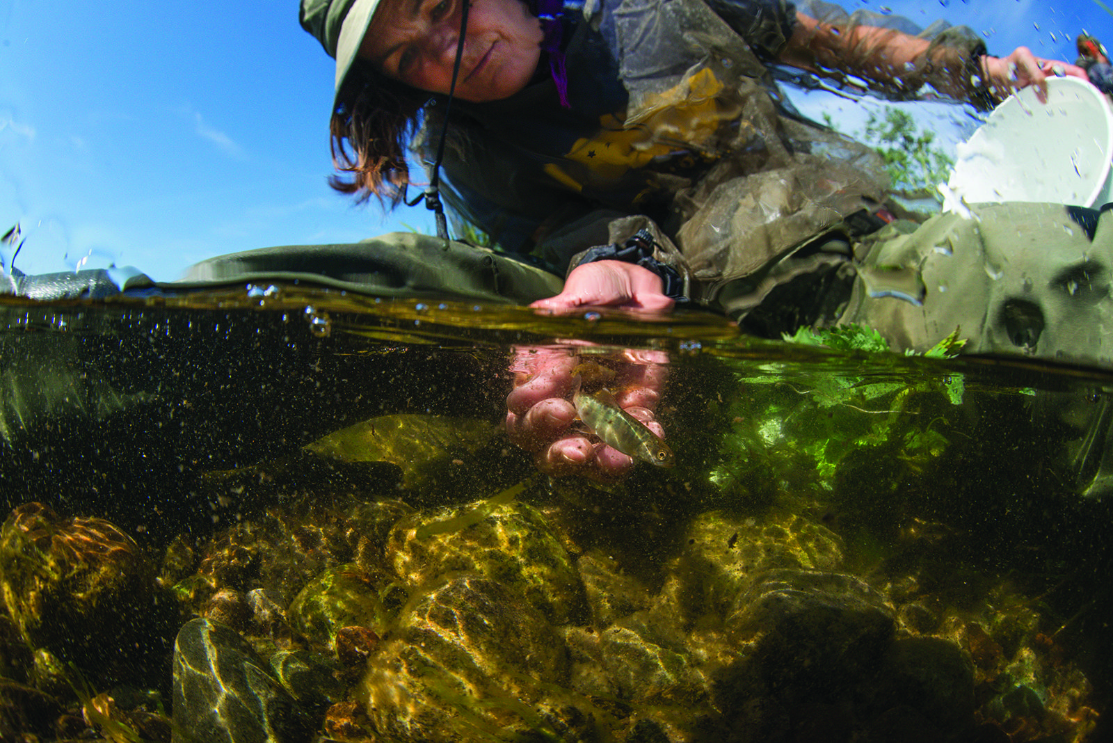 Dr. Carol Ann Woody captures a tiny salmon as part of a comprehensive study of Alaska’s fish species.