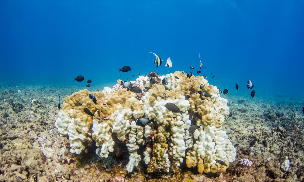 coral bleaching
