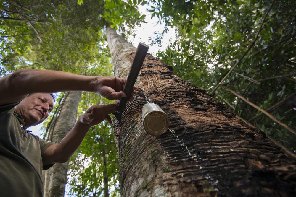 tapping a tree in peru