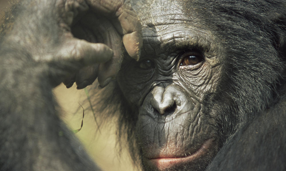 Bonobo