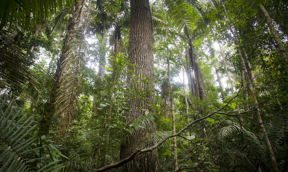 forest in peru