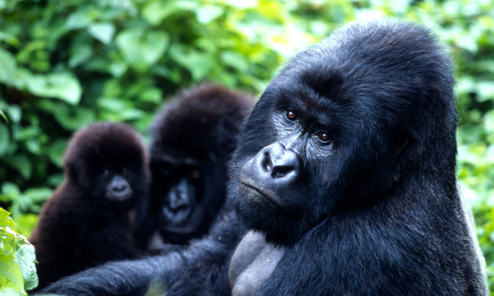 should we eat gorilla diet