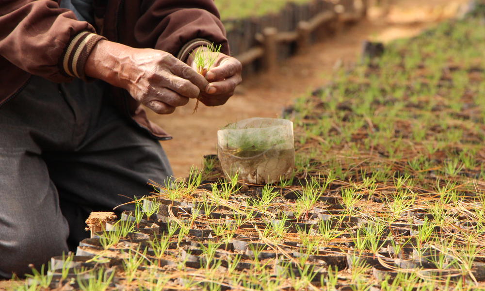 Tree nursery, Las Novias del Sol, in Estado de Mexico