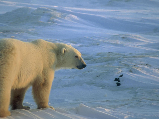 polar bears in alaska facts