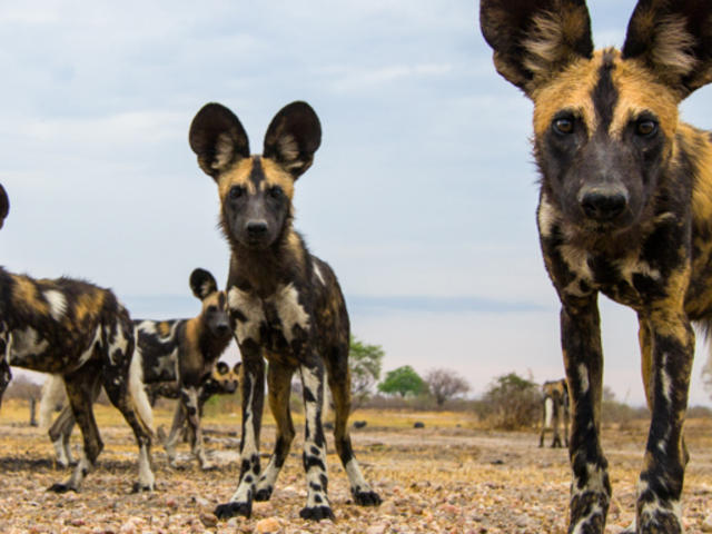 different types of wild dogs