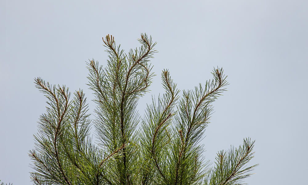 Bobtorransplantedpine orufuslovett