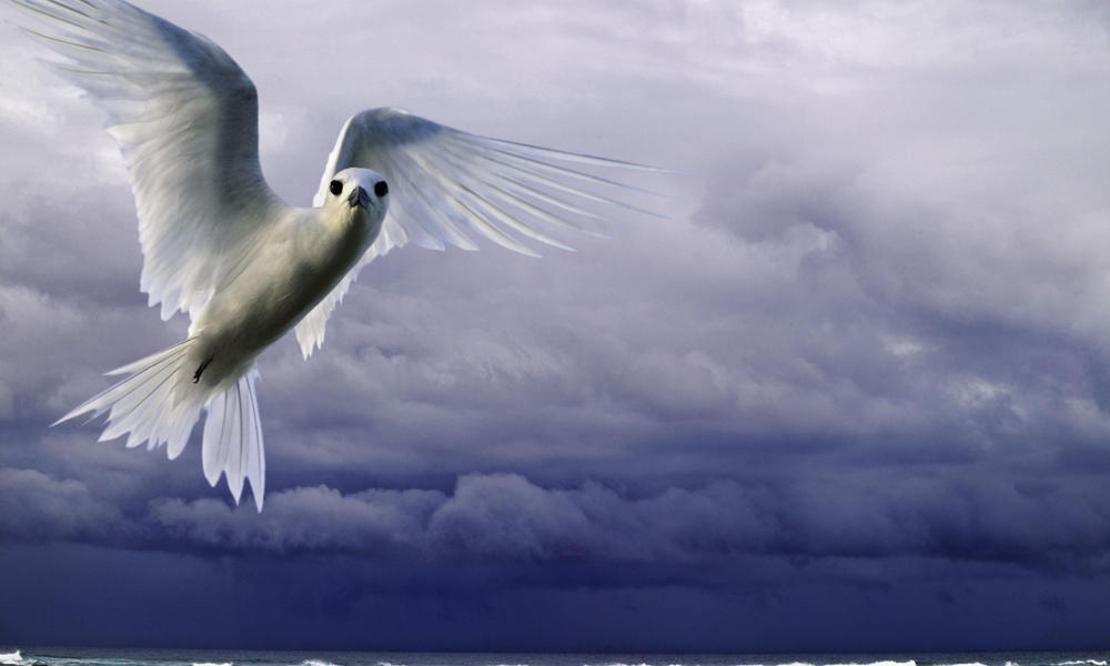 white tern flying over the ocean