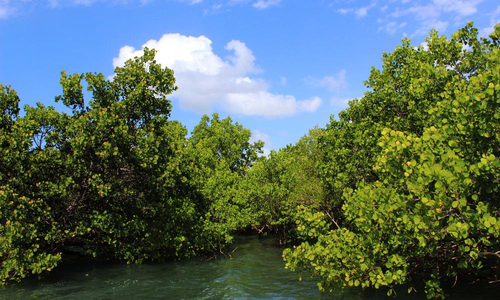 mangroves in mozambique