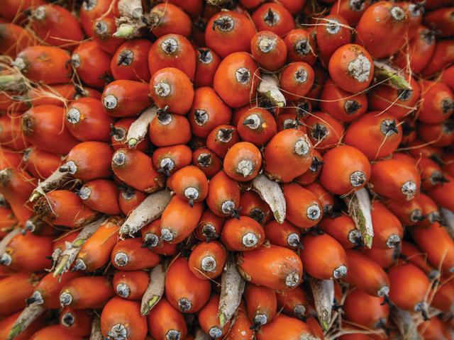 Close-up of palm fruit