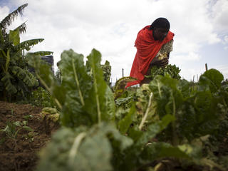 farming in kenya