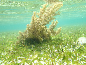 seagrass
