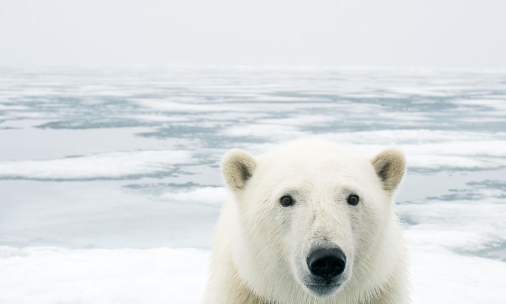 polar bear on ice