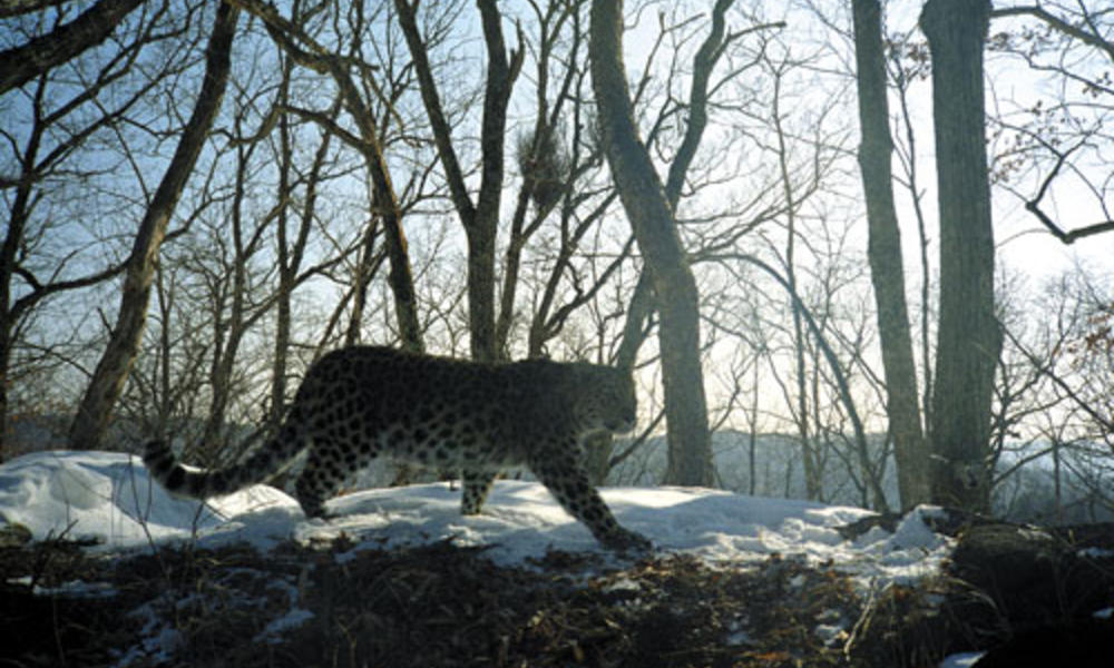 Amur leopard