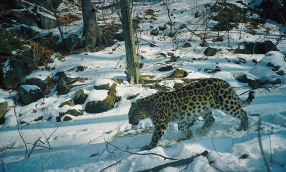 Amur leopard
