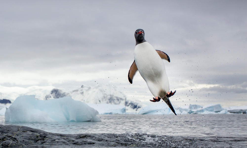 The Birds that Swim