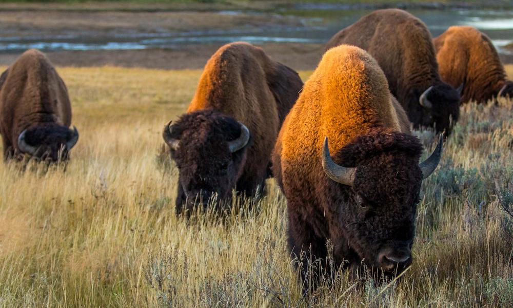bison from a distance
