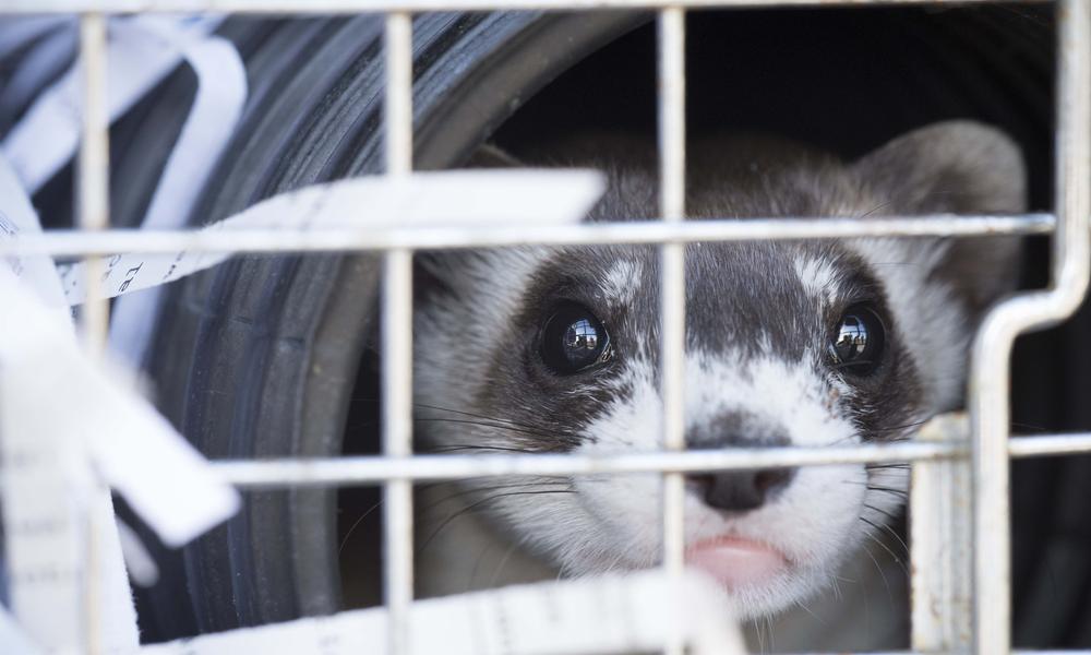 Releasing black-footed ferrets into the wild | Stories | WWF