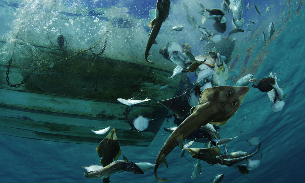 Gulf of California Bycatch