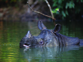 javan rhinoceros population 2014