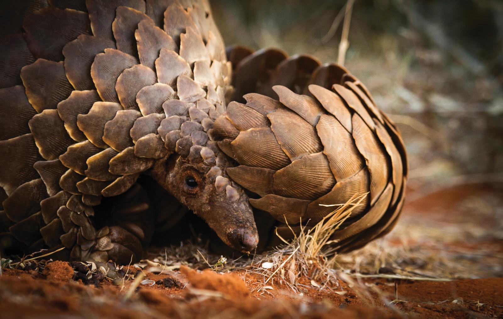 Protecting pangolins from wildlife crime | Magazine Articles | WWF