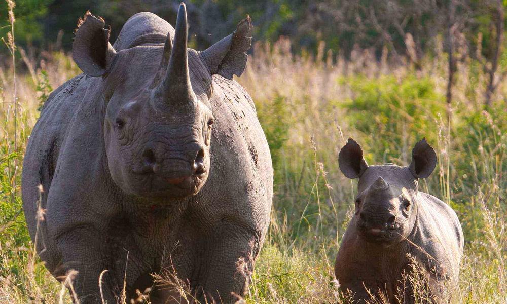black rhino and calf