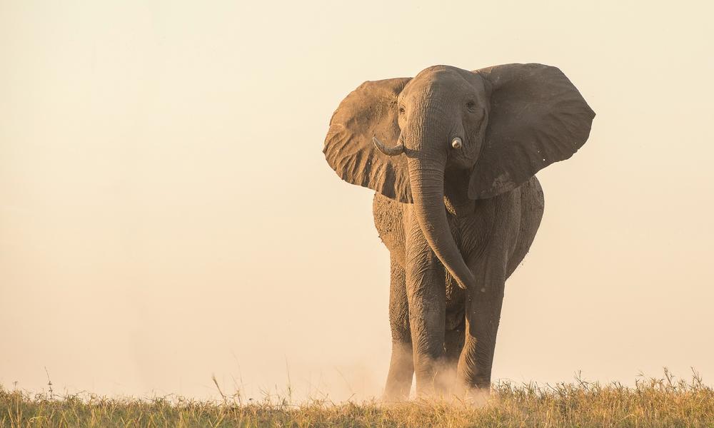 African elephant at dusk
