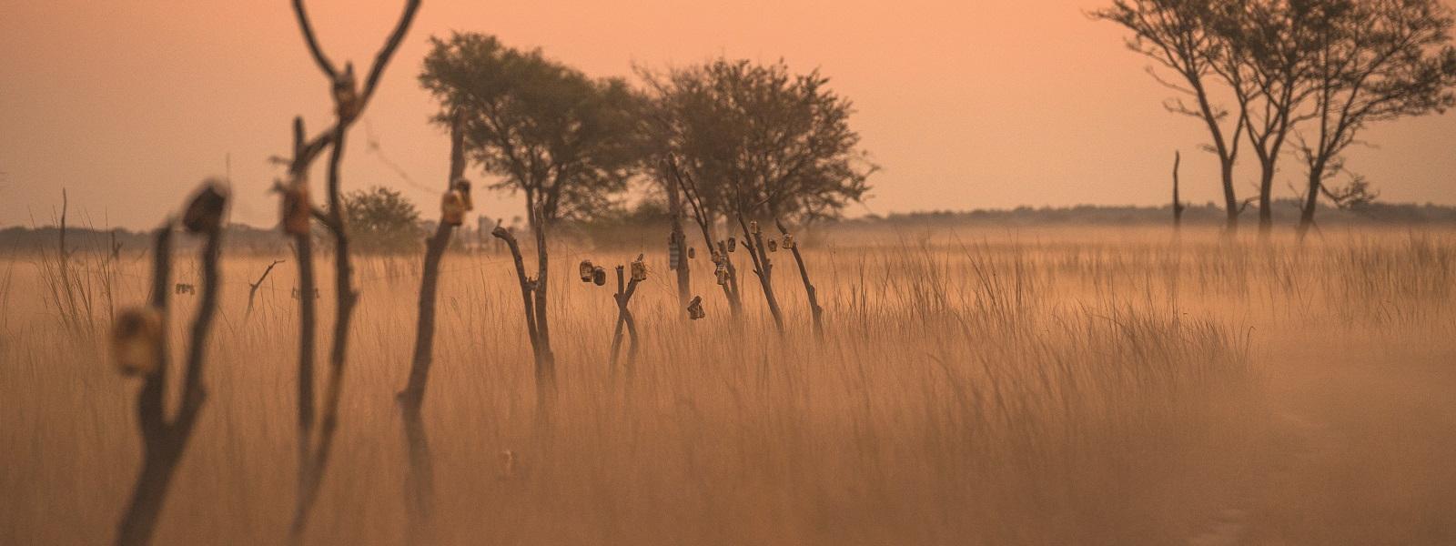 makeshift elephant fence strung with soda cans on the Salambala Conservancy