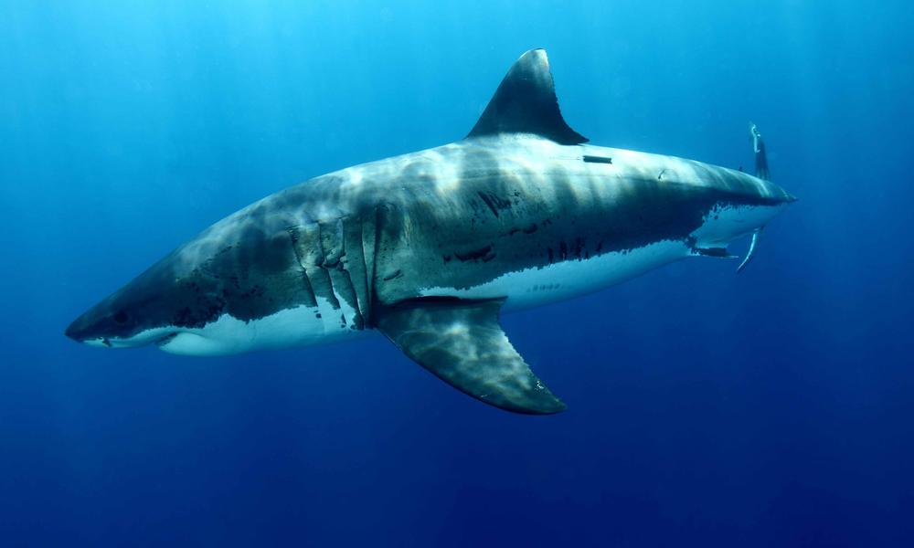 Great White Shark Circle and Hero Image Photos WWF